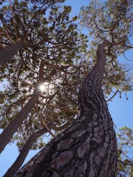 Sun shining through pine trees in Corsica Stock Photos