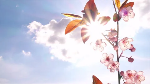 Sun shining through pink sakura branch swaying on the wind Видео 241772645