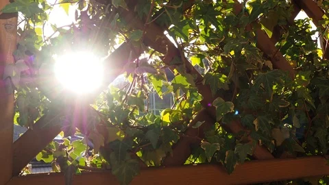 The sun shining through plats Vídeos de archivo 127471201
