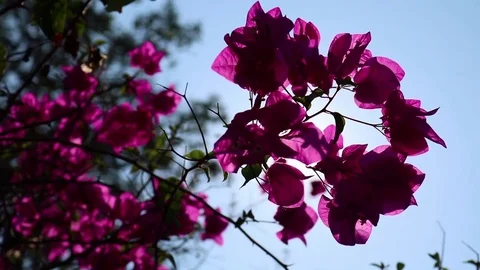 Sun Shining Through The Purple Flower Stockbeeldmateriaal 71221115