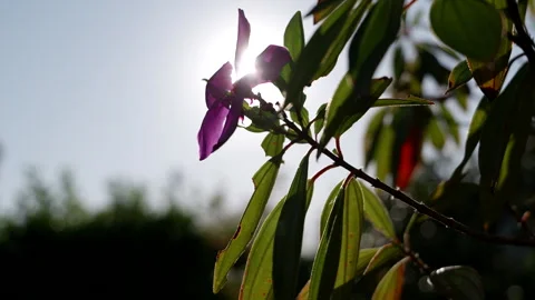 Sun Shining through Purple petals 스톡 동영상 247672892