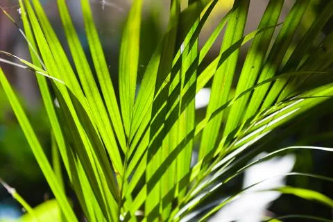 Sun shining through a radiating Palm leaf. Natural background texture Stock Photos