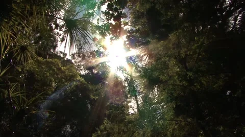 Sun shining through rainforest trees 스톡 동영상 51927592
