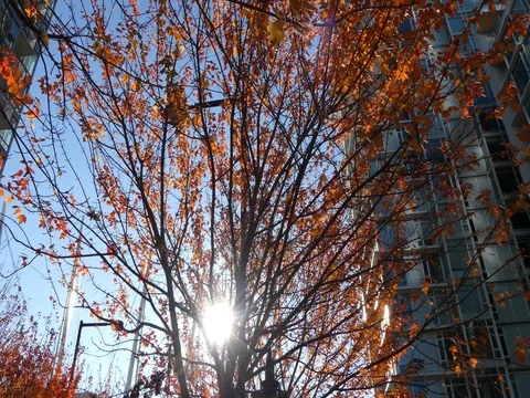 Sun shining through red autumn trees leaves modern city Stock Footage 81805154