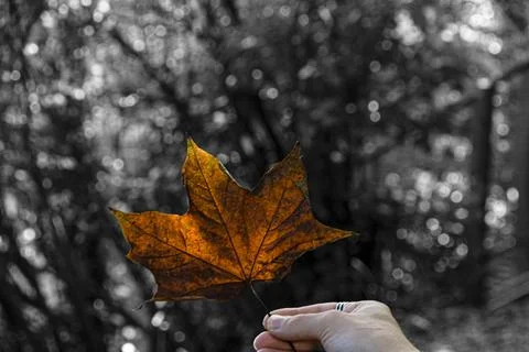 Sun shining through  red maple  leaf fall  Autumn Stock Photos