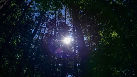 Sun Shining Through Red Pine Forest Canopy - Time Lapse Stock Footage 138045607