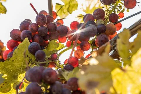 Sun shining through Red Wine grapes ready for harvest Region Moselle River Wi Stock Photos