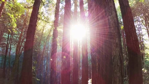 Sun shining through a Redwood forest Stock Footage 133464374