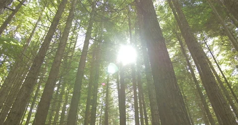 Sun shining through redwood forest in Rotorua New Zealand 動画素材 137185061