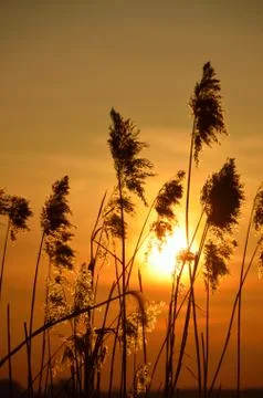 Sun shining through the reed.  Stock Photos