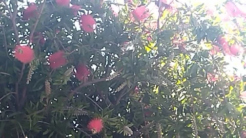 Sun shining through the romantic Callistemon speciosus tree Stock-Footage 308312095
