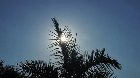 Sun Shining Through Royal Palm Tree Fronds Video stock 62957391
