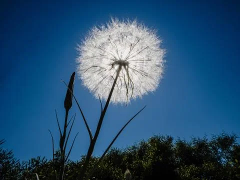 Sun shining through seed head Stock Photos