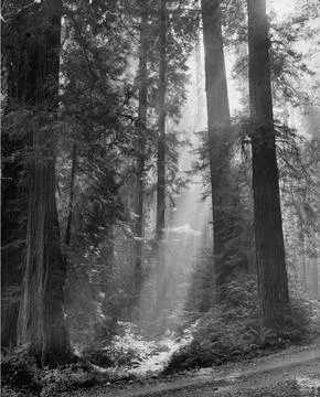 The sun shining through the sequoia forest., Scotia, California, USA Fotos de archivo