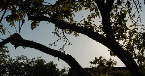 Sun shining through silhouetted tree branches.  Stock Footage 109392956