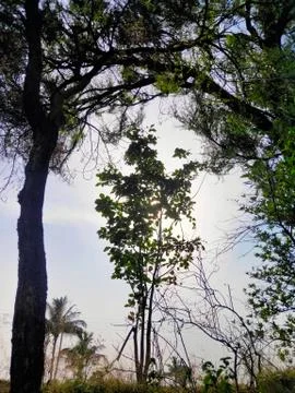 Sun shining through a small tree in between big trees 스톡 사진