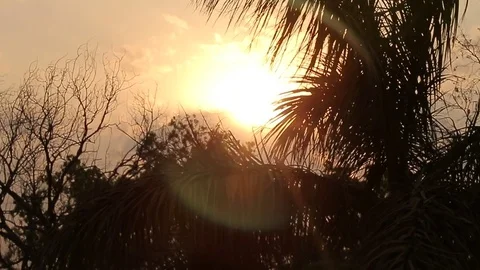 Sun shining through smog, palm tree in jungles. India Stock Footage 80606402