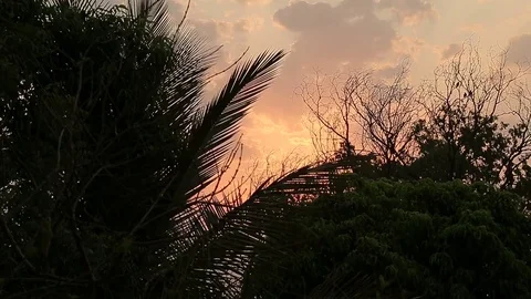 Sun shining through smog, palm tree in jungles. India Stock Footage 80609363
