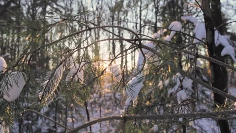 Sun shining through snow covered pine branches Stock-Footage 292924695