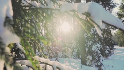 Sun shining through snow covered pine branches Video stock 292924701
