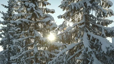 Sun shining through snow covered spruce trees in Sjusjøen, Norway, casting Stock-Footage 330925480