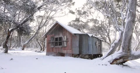 Sun Shining Through Snowgums Next to High Country Wooden Hut Stock Footage 136716313