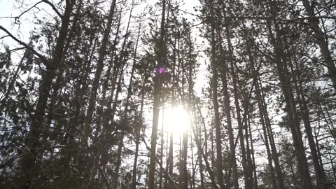 The sun shining through a snowy forest Stock Footage 149894469
