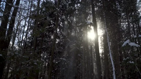 The sun shining through a snowy forest Stock Footage 149894566