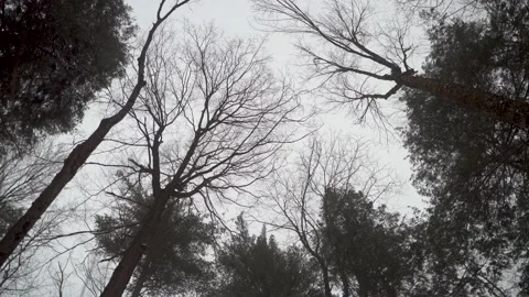 The sun shining through a snowy forest Stock Footage 149895452