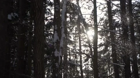 The sun shining through a snowy forest Stock Footage 149895884