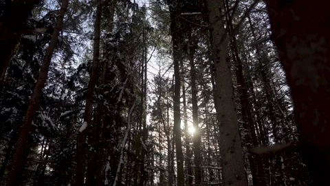 The sun shining through a snowy forest Stock Footage 149895914