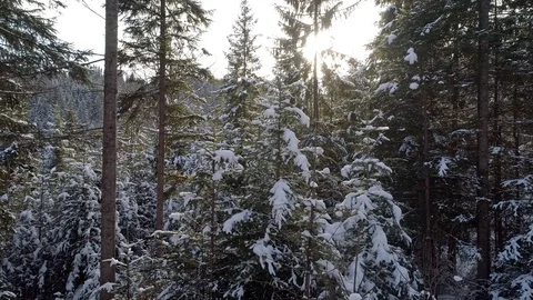 Sun is shining through the snowy pine forest in winter. Aerial crane shot, 4K Video stock 113456265