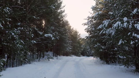 Sun shining through snowy pine trees along a winter road Stock Footage 297091665