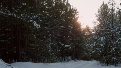 Sun shining through snowy pine trees in winter forest Video stock 302700774