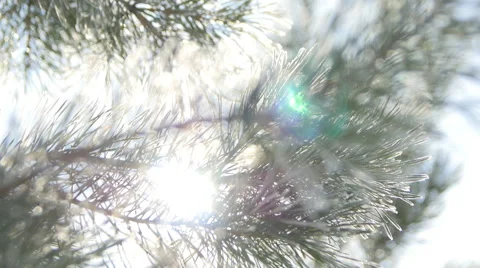 The sun is Shining through the Snowy Spruce Branch. Close Up Stock Footage 68771747