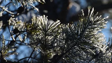 The sun is Shining through the Snowy Spruce Branch. Close Up Stock Footage 85581765