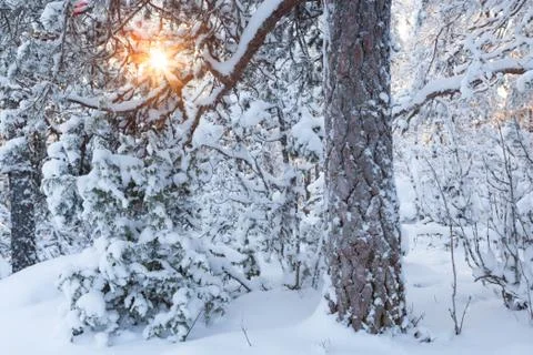Sun shining through snowy tree Stock Photos