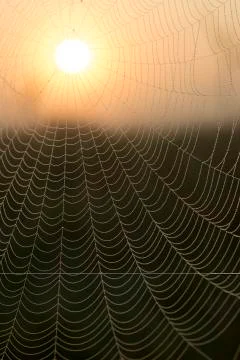 The sun shining through the spider web Stock Photos