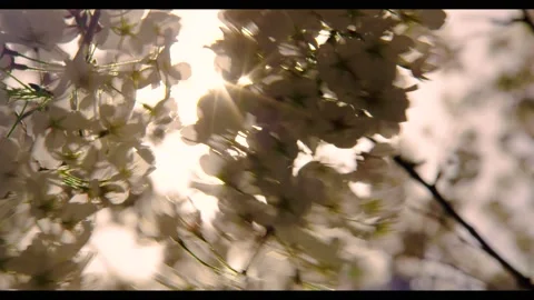 Sun Shining Through Spring Blossoms Stock Footage 146966637