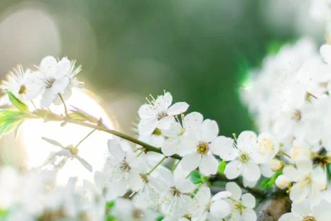 The sun is shining through the spring flowering tree. Background. Copy Space Stock Photos