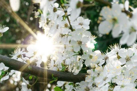The sun is shining through the spring flowering tree. Background. Copy Space Stock Photos