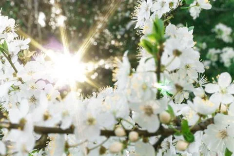 The sun is shining through the spring flowering tree. Background. Copy Space Stock-Fotos