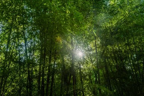 Sun shining through stand of tall bamboo Stock Photos