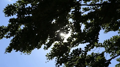 Sun shining through summer leaves Stock Footage 95898786
