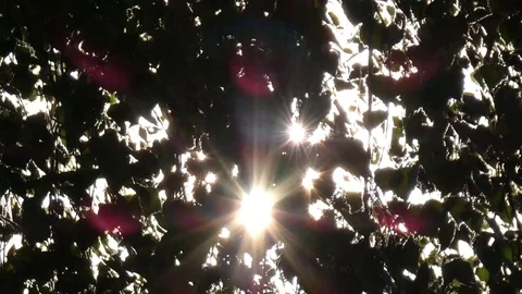 Sun Shining Through Swinging Birch Leaves Stock Footage 77246006