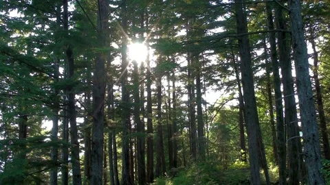 Sun shining through tall forest trees Stock Footage 74096416