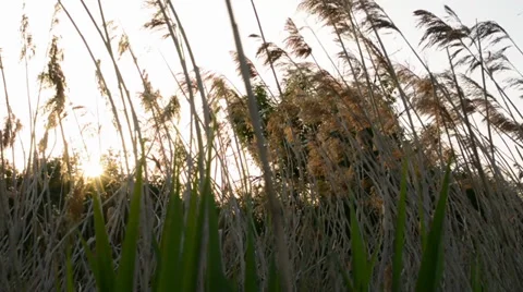 Sun shining through the tall grass Stock-Footage 38653433