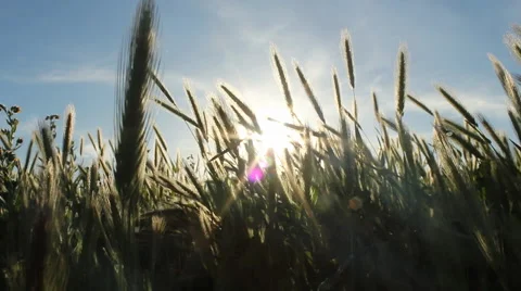 Sun Shining through Tall Grass 動画素材 47623306