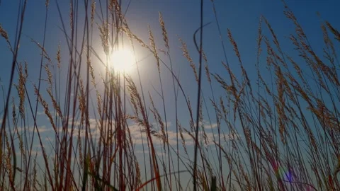 Sun shining through tall grass on the prairie Video stock 345530987