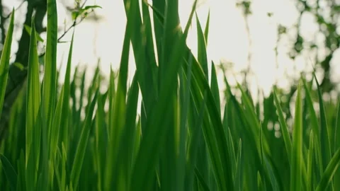 Sun shining through tall green grass blades in summer field Stock Footage 341924778